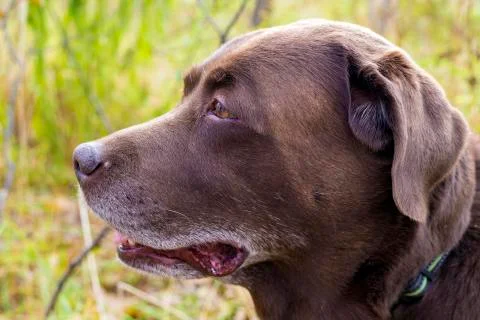 Head of a brown labrador in the forest Stock Photos