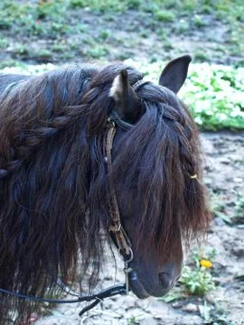 The head of brown pony. Stock Photos