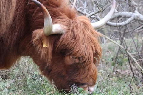 Head of brown Scottish highlander Foto stock
