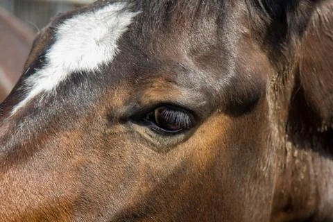 Head of brwn horse close up Stock Photos