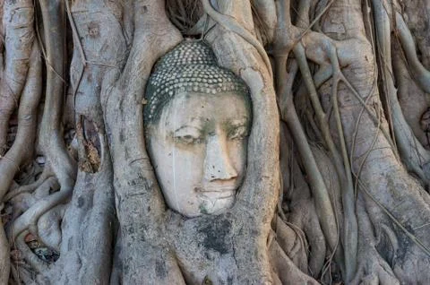 Head of the Buddha engangled in tree roots Stock Photos