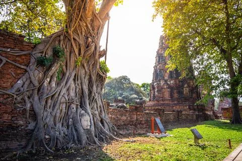 The head of a Buddha image in an old tree root at Wat Mahathat with an old .. Stock Photos