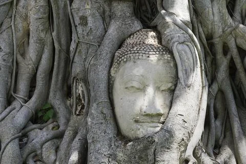 Head of buddha image in tree roots at wat mahathat temple, Thailand. Foto stock