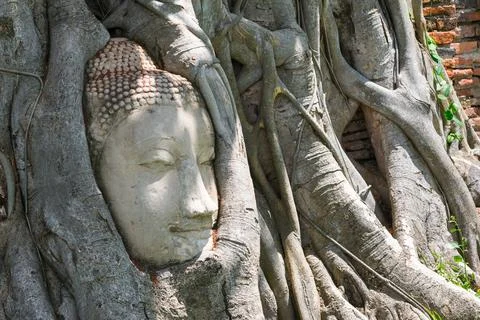 Head of buddha image in tree roots at wat mahathat temple, Thailand. Stock Photos