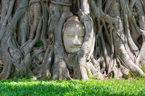 Head of buddha image in tree roots at wat mahathat temple, Thailand. 스톡 사진
