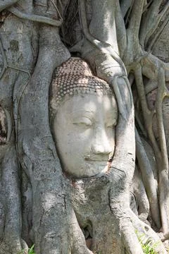 Head of buddha image in tree roots at wat mahathat temple, Thailand. Stock Photos
