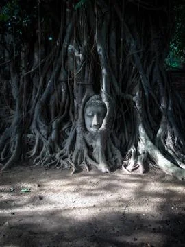 The Head of the Buddha Stock-Fotos