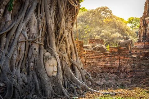 The head of the Buddha is in the root of the Bodhi tree. Wat Mahathat temple Stock Photos