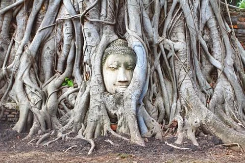 Head Buddha statue in the fig tree roots at Wat Mahathat Stock Photos
