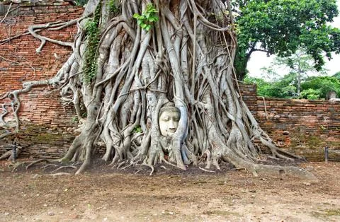 Head Buddha statue in the fig tree roots at Wat Mahathat Stock Photos