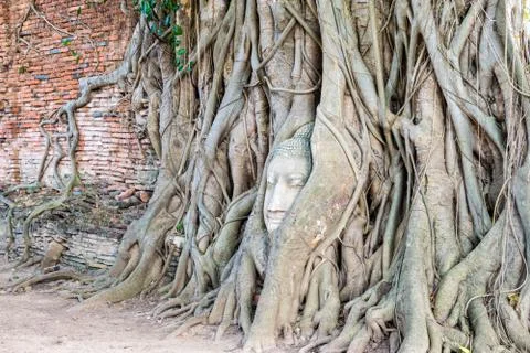 Head buddha statue in the roots tree Stock Photos