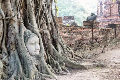 Head buddha statue in the roots tree Stock Photos