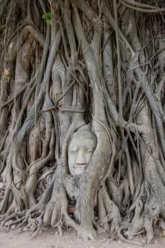 Head of Buddha statue in the tree Stock Photos