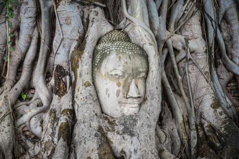 Head of Buddha statue in the tree roots at Wat Mahathat, Ayutthaya, Thailand. Stock Photos