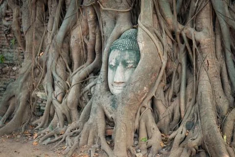 Head of Buddha statue in the tree roots at Wat Mahathat, Ayutthaya, Thailand. Stock Photos