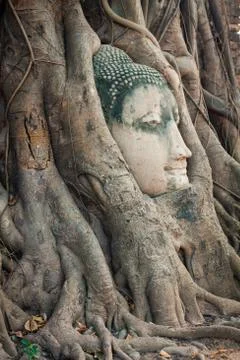 Head of Buddha statue in the tree roots at Wat Mahathat, Ayutthaya, Thailand. Stock Photos