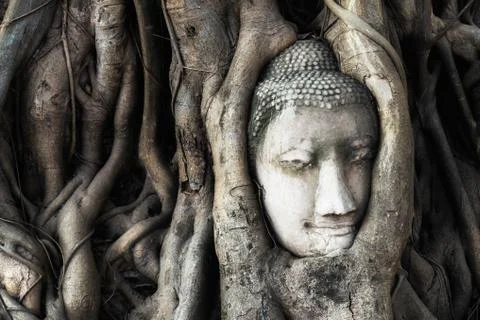 Head of Buddha statue in the tree roots at Wat Mahathat temple in Ayutthaya H Stock Photos