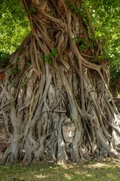 Head of Buddha statue in the tree roots at Wat Mahathat in Ayutthaya Province Stock Photos