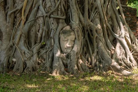 Head of Buddha statue in the tree roots at Wat Mahathat in Ayutthaya Province Photos