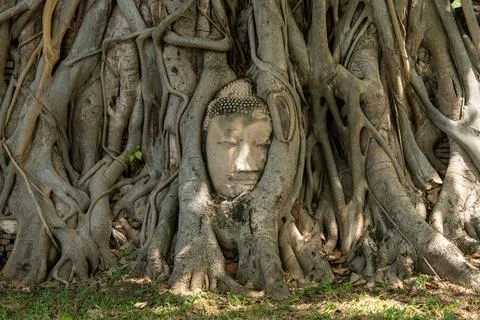 Head of Buddha statue in the tree roots at Wat Mahathat in Ayutthaya Province 库存照片