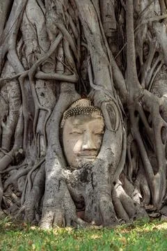 Head of Buddha statue in the tree roots at Wat Mahathat in Ayutthaya Province 库存照片