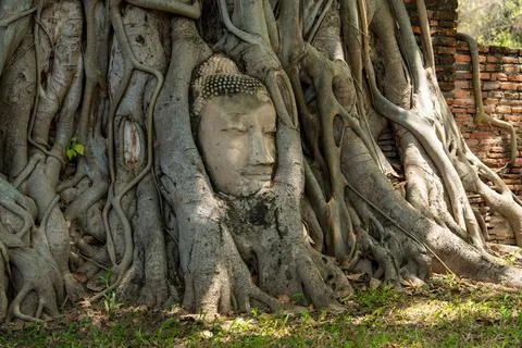 Head of Buddha statue in the tree roots at Wat Mahathat in Ayutthaya Province 库存照片