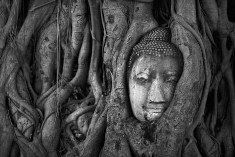 Head of Buddha statue in a tree's roots, Ayutthaya, Thailand (Black and white Foto stock