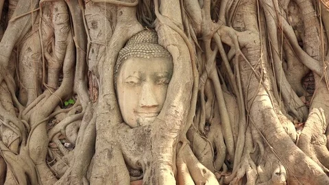 Head of Buddha in Tree Roots at Wat Mahathat, Ayutthaya, Thailand Stock Footage 78295868