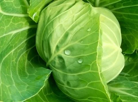 Head of cabbage #1 Stock Photos