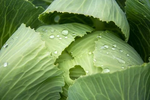 Head of cabbage. Cabbage leaves close up. Water drops on cabbage leaves. Stock Photos