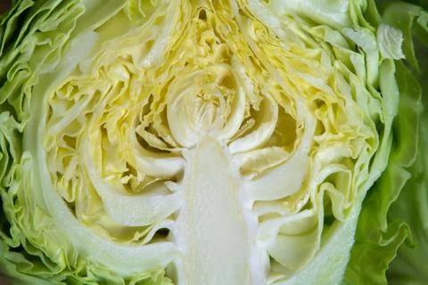 Head of cabbage cut in half closeup Stock Photos
