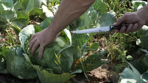 A head of cabbage is cut with a knife. Cabbage harvesting concept. Stock Footage 209134434