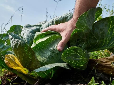 A head of cabbage is cut with a knife. Cabbage harvesting concept. Stock Photos