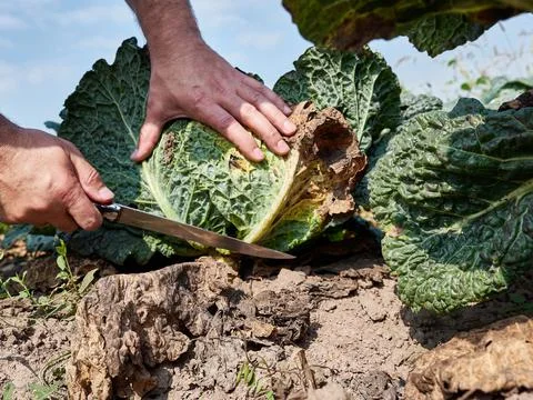 A head of cabbage is cut with a knife. Cabbage harvesting concept. Stock Photos