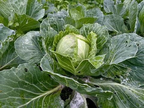 Head of cabbage on the field Stock Photos