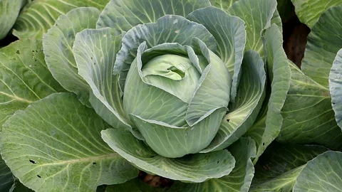 Head Of Cabbage Stock Footage 86993908