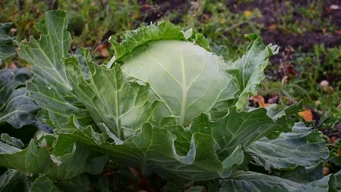 Head of cabbage Stock Footage 116023205
