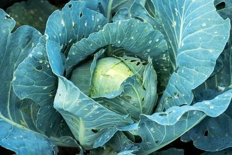 Head of cabbage in a garden bed, infested with larvae of insect pests Stock Photos