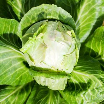 Head of cabbage at garden bed Stock Photos