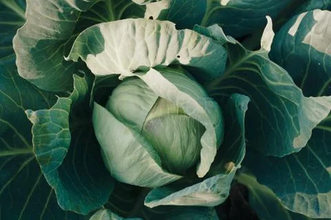 Head of cabbage in a garden close-up 스톡 사진