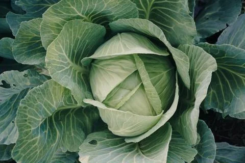 Head of cabbage in a garden close-up Foto stock