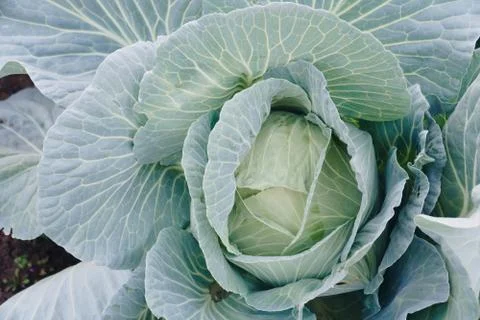 Head of cabbage in a garden close-up 스톡 사진