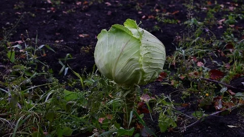 Head of cabbage in the garden Stock Footage 116434500