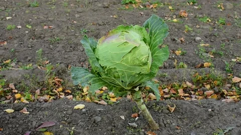 Head of cabbage in the garden Vidéo 139972034