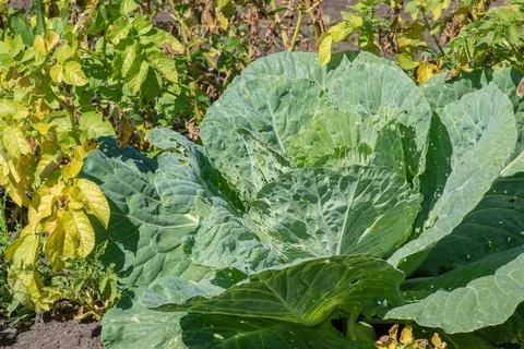 A head of cabbage in the garden. Pests Фото