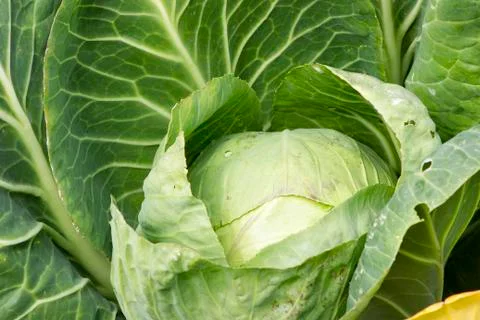 Head of cabbage in garden Stock Photos