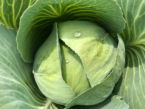 Head of cabbage in the garden. Stock Photos