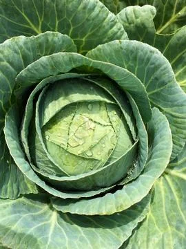Head of cabbage in the garden. Stock Photos