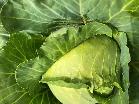 Head of cabbage in the garden. Stock Photos