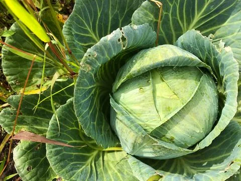 Head of cabbage in the garden. Stock Photos